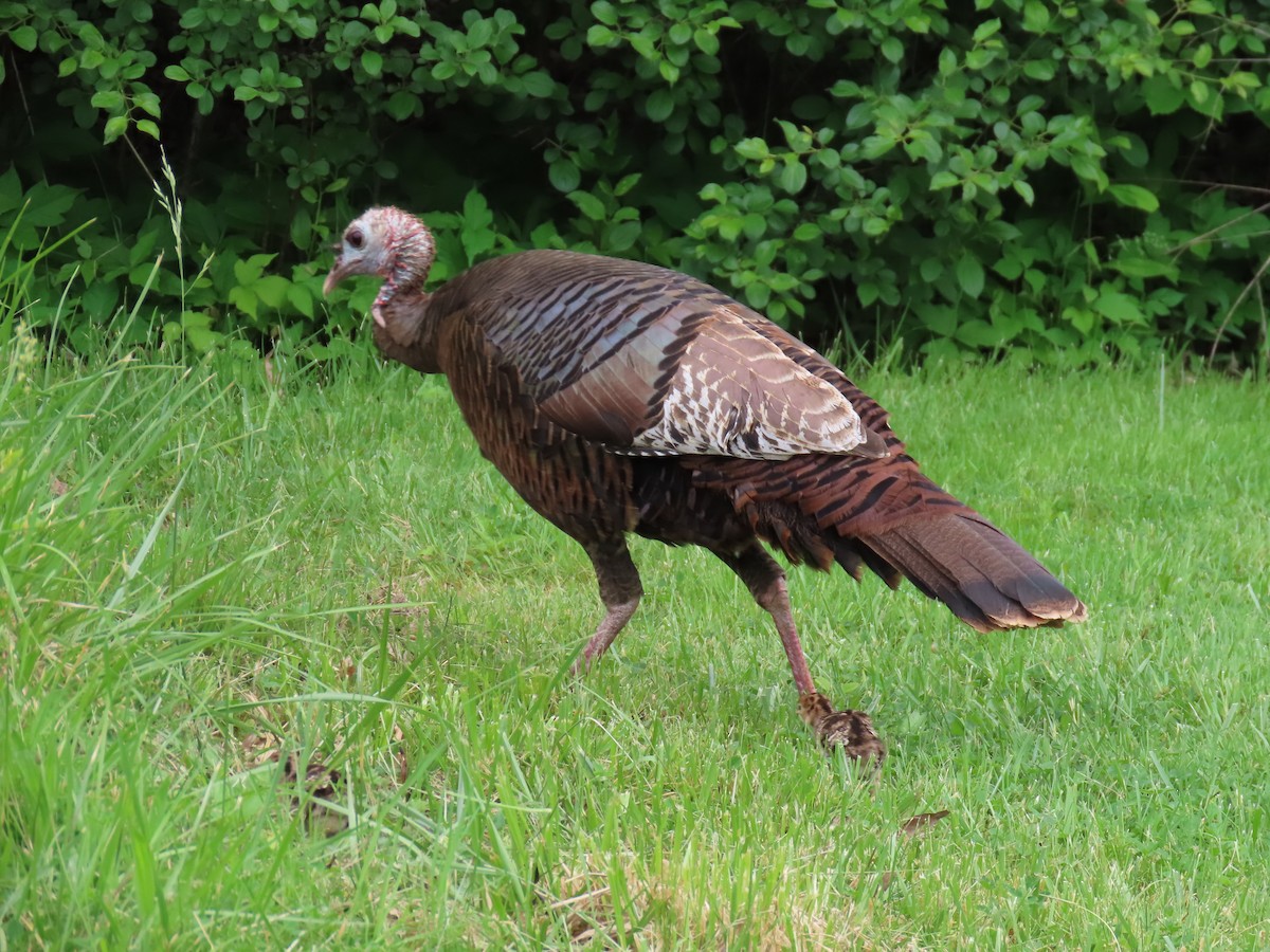 Wild Turkey - ML619931524