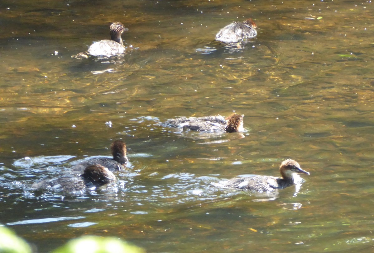 Common Merganser - ML619931525