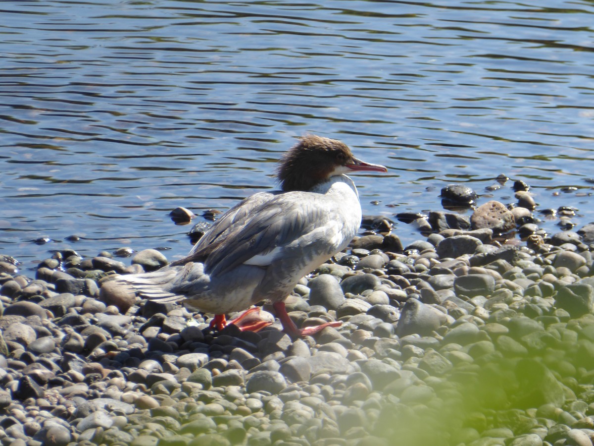 Common Merganser - ML619931526