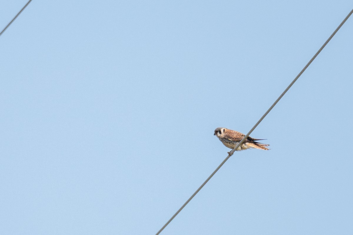 American Kestrel - ML619931528