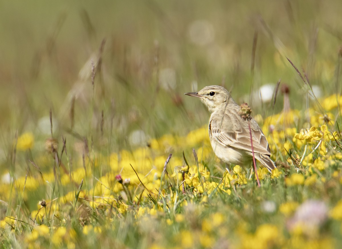 pipit sp. - ML619931532