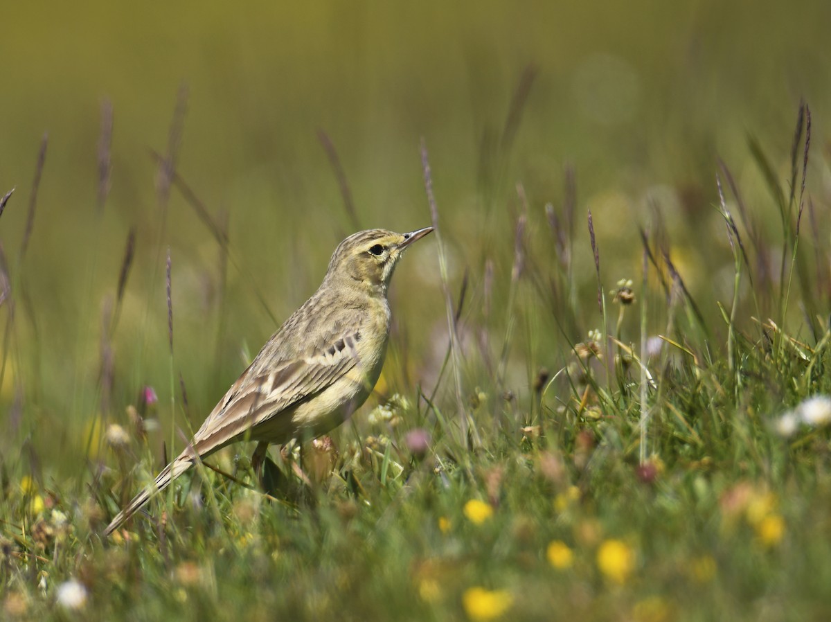 Anthus sp. - ML619931533