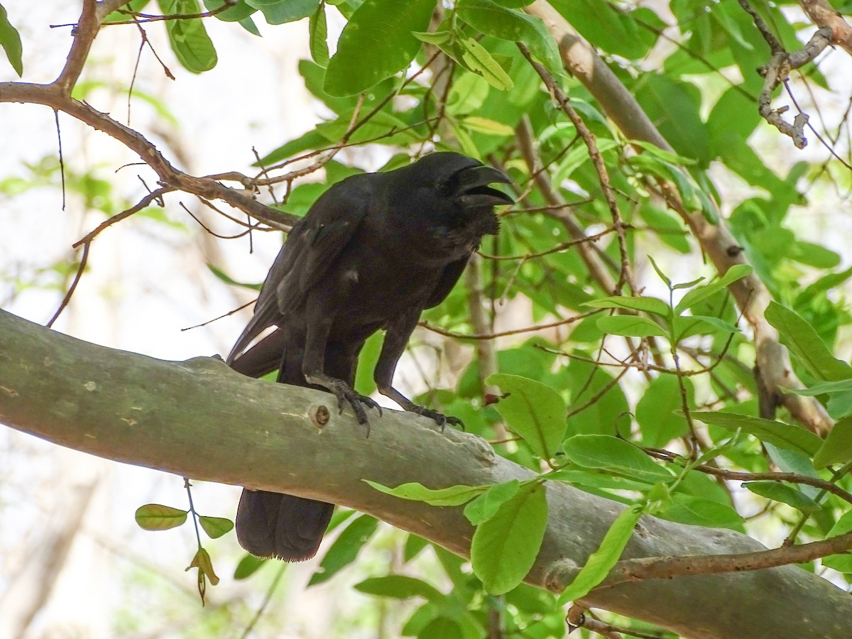Large-billed Crow - ML619931543