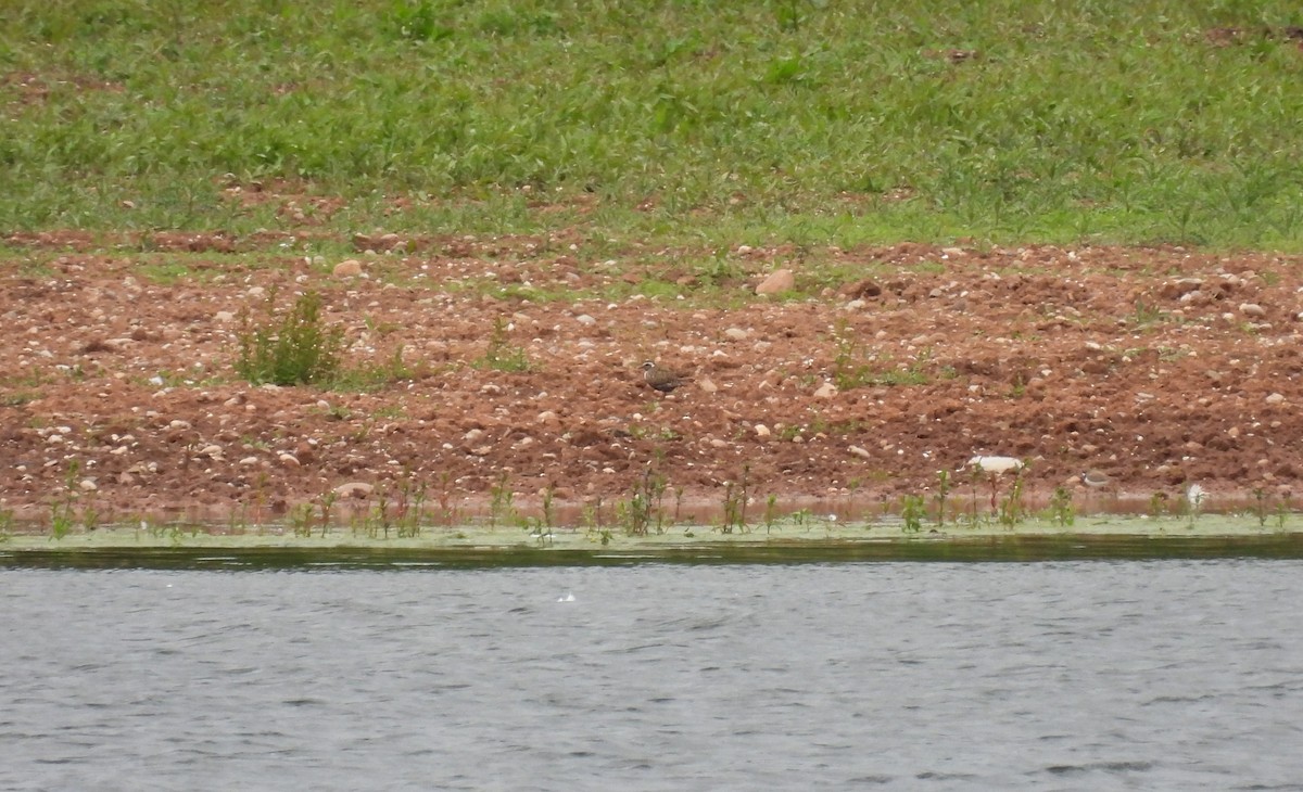 American Golden-Plover - ML619931544