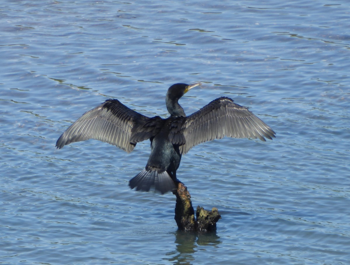 Great Cormorant - ML619931547