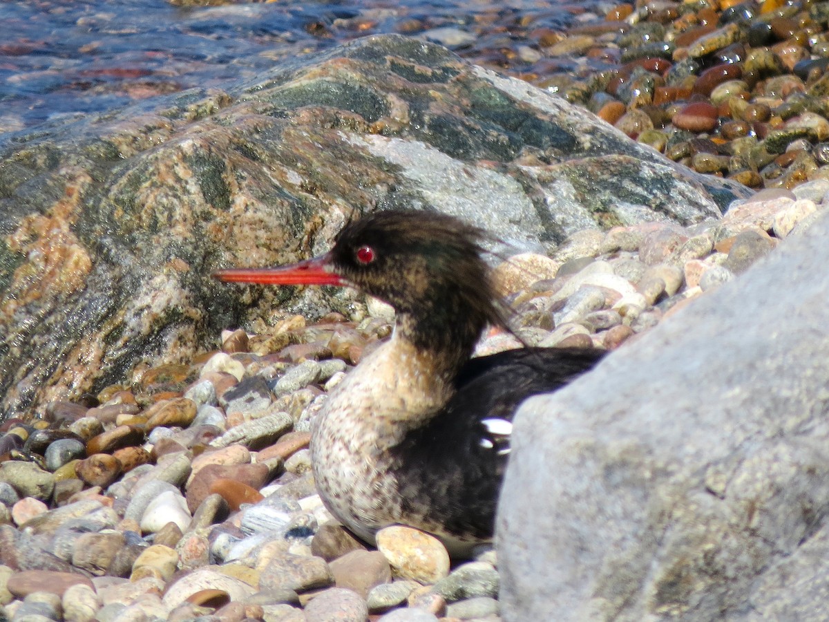 Red-breasted Merganser - ML619931568