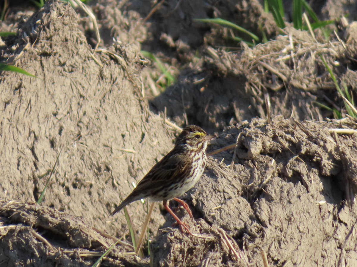 Savannah Sparrow - ML619931586