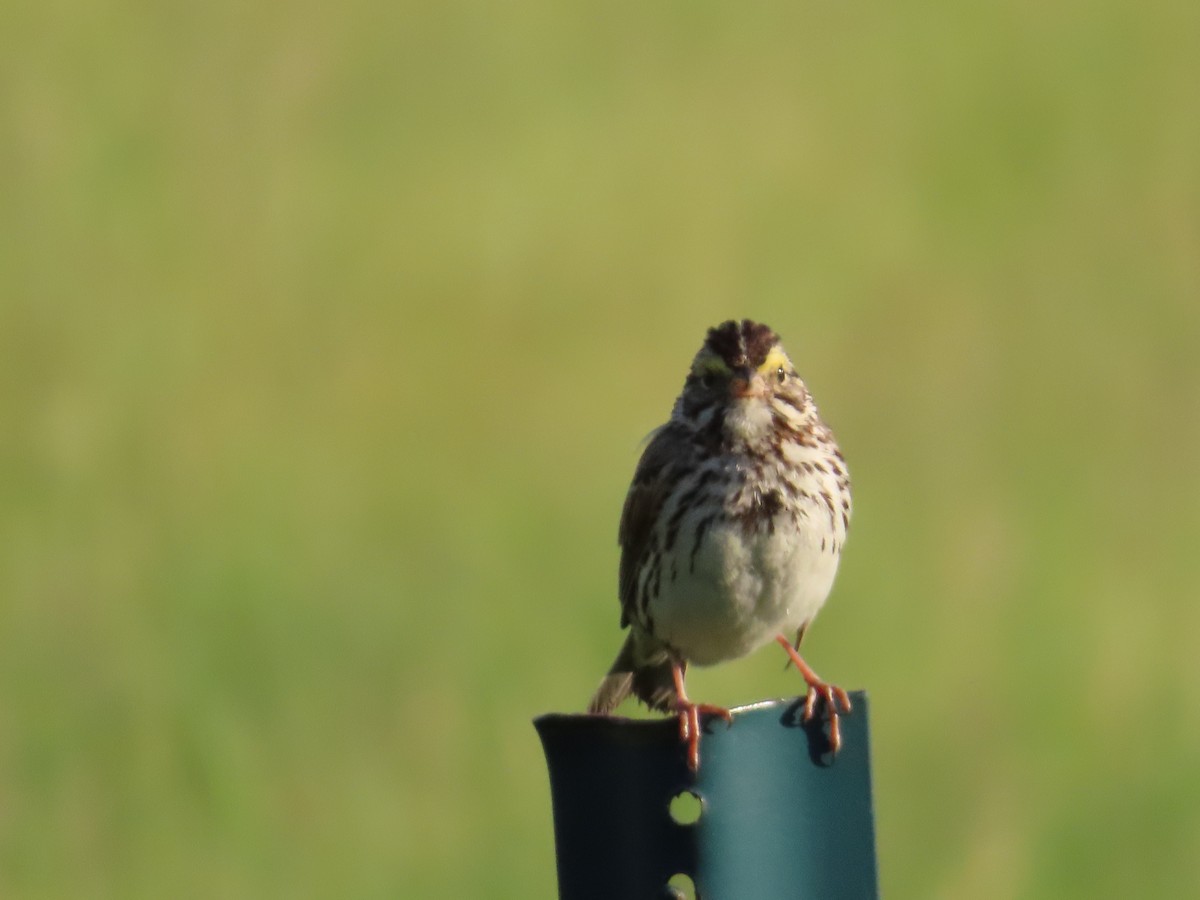 Savannah Sparrow - ML619931593
