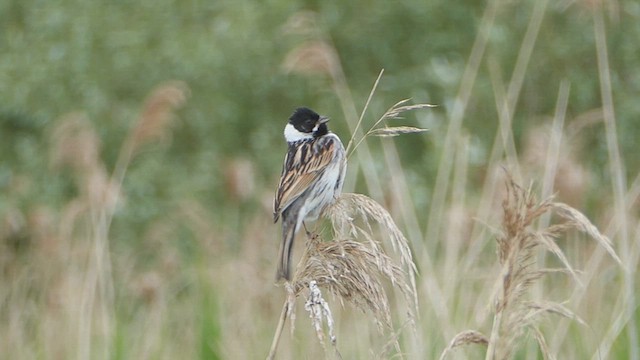 Reed Bunting - ML619931596