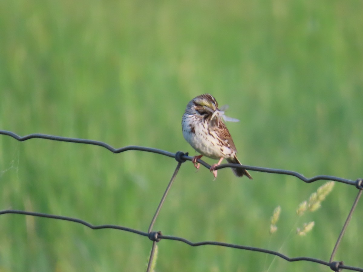 Savannah Sparrow - ML619931599