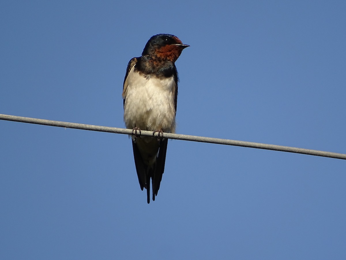 Barn Swallow - ML619931615