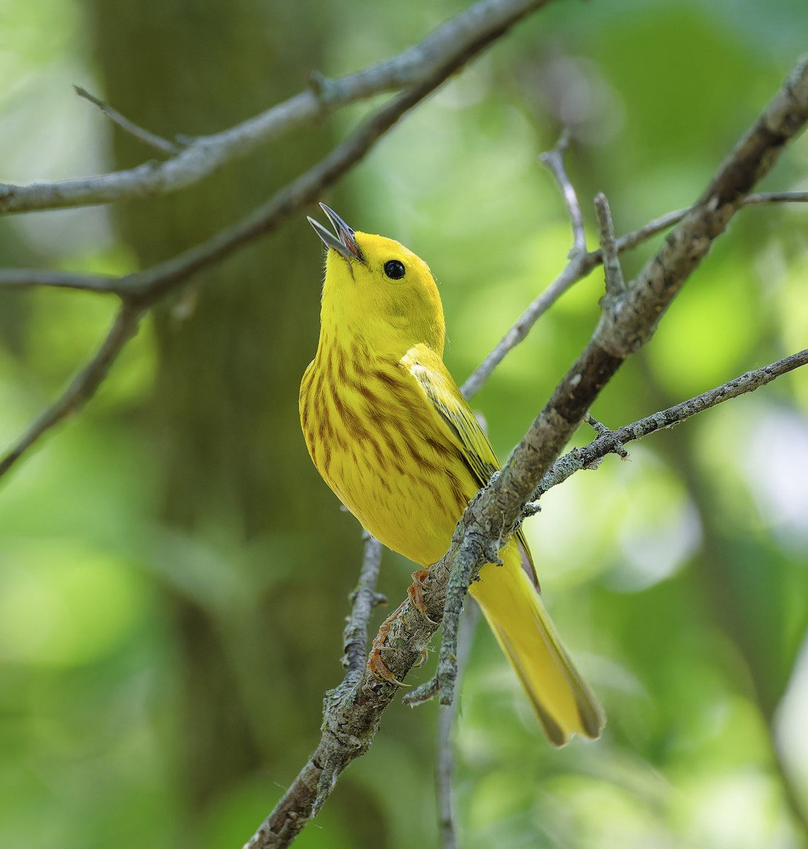 Yellow Warbler (Northern) - ML619931618