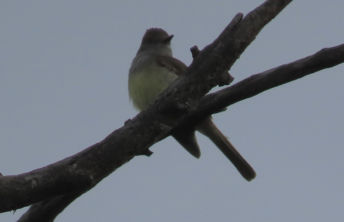 Great Crested Flycatcher - ML619931620