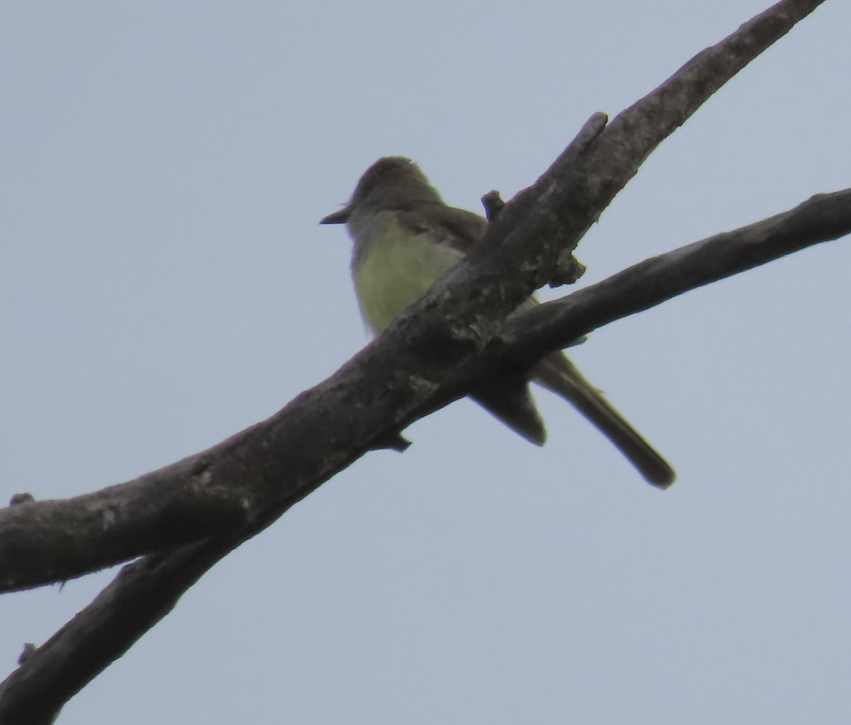 Great Crested Flycatcher - ML619931621