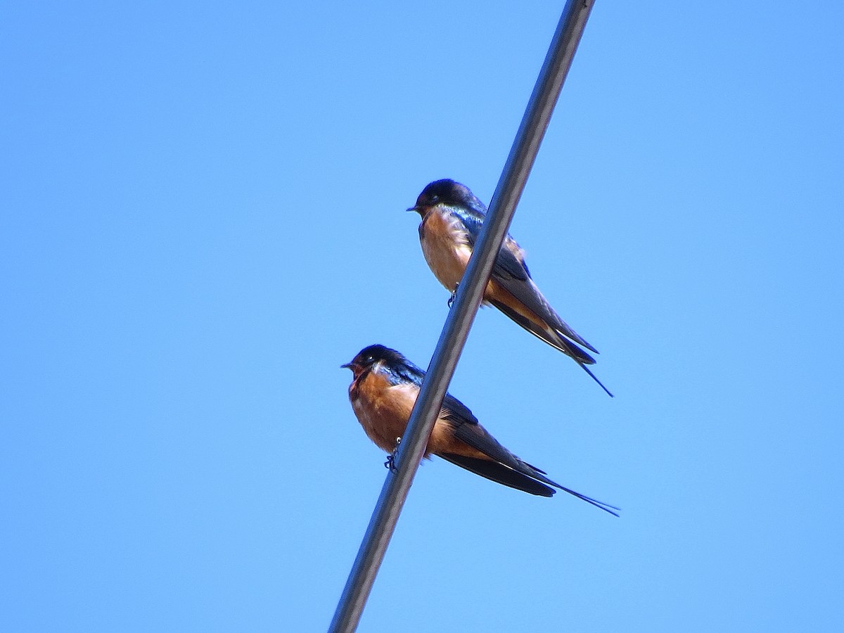 Barn Swallow (Tytler's) - ML619931626