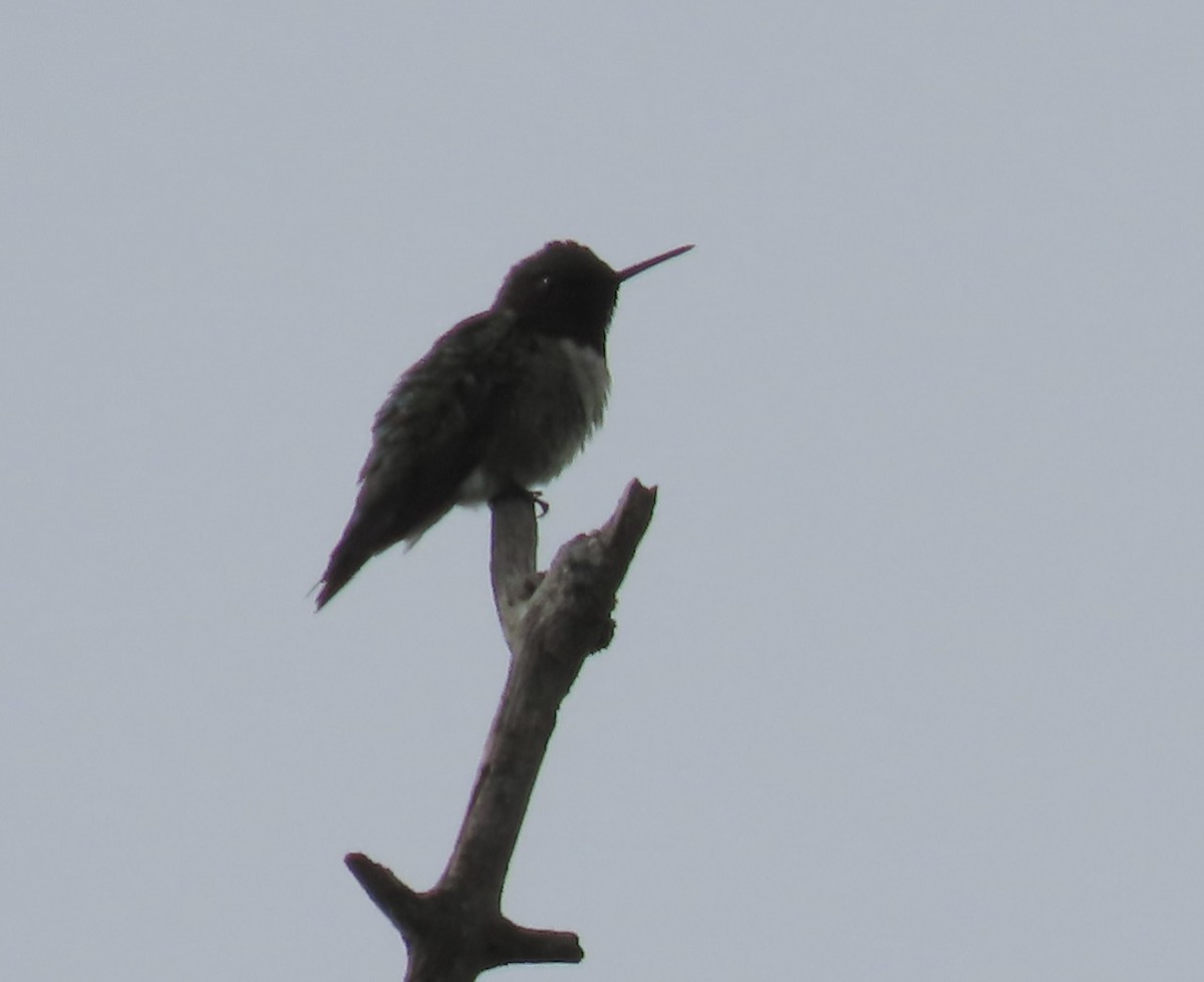Ruby-throated Hummingbird - ML619931631