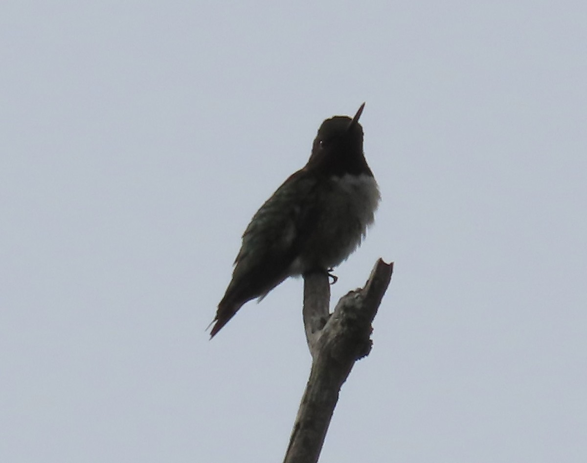 Ruby-throated Hummingbird - ML619931632