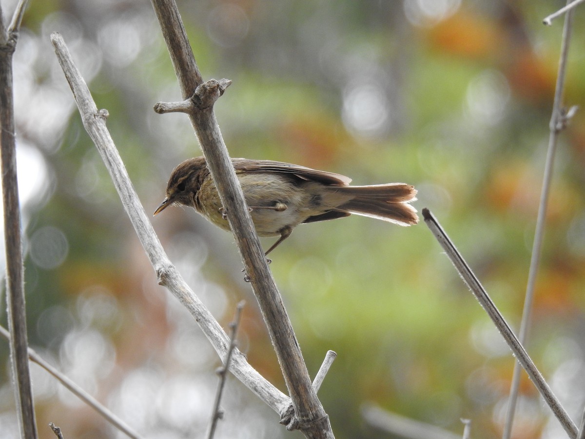 Mosquitero Canario - ML619931634