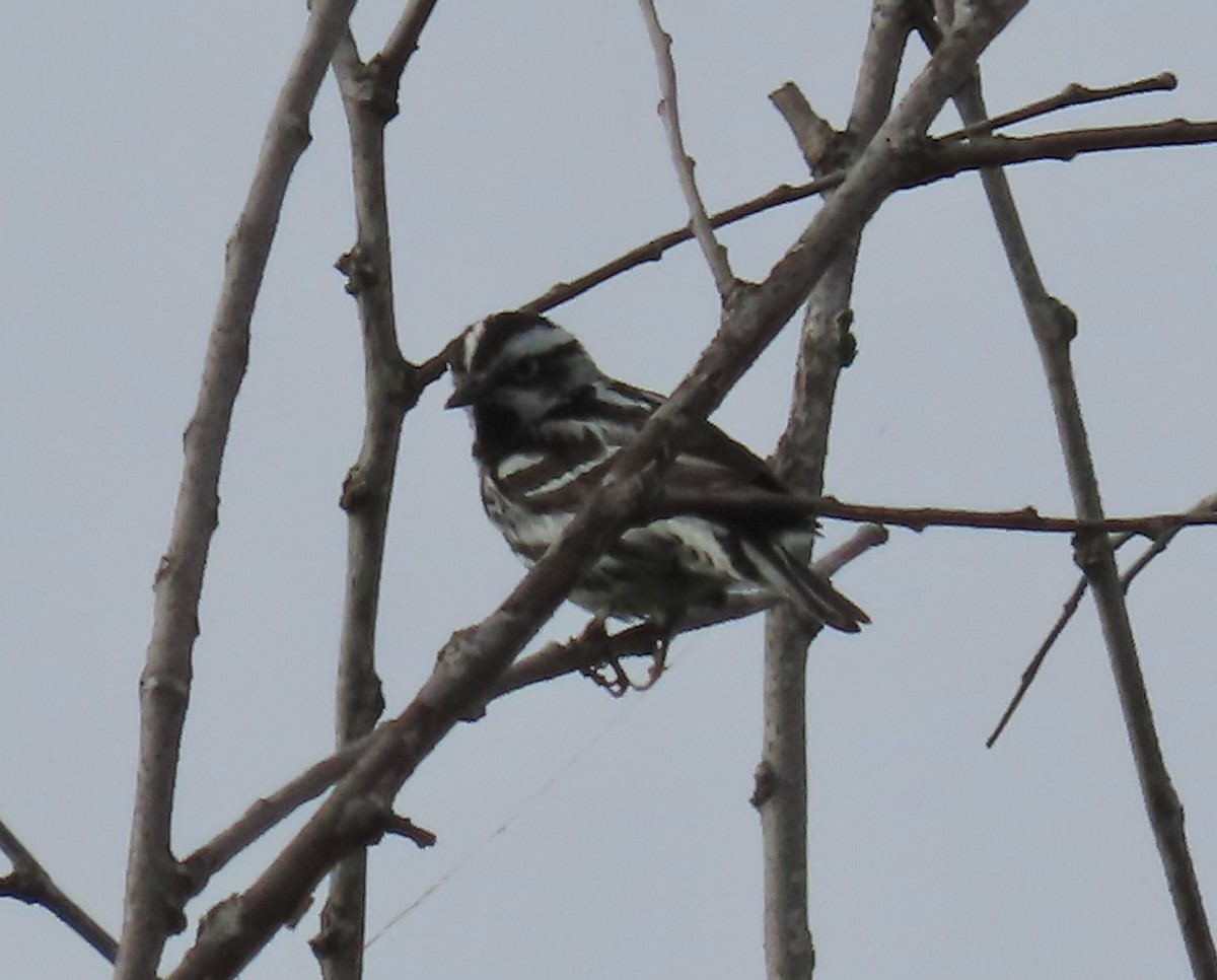 Black-and-white Warbler - ML619931636
