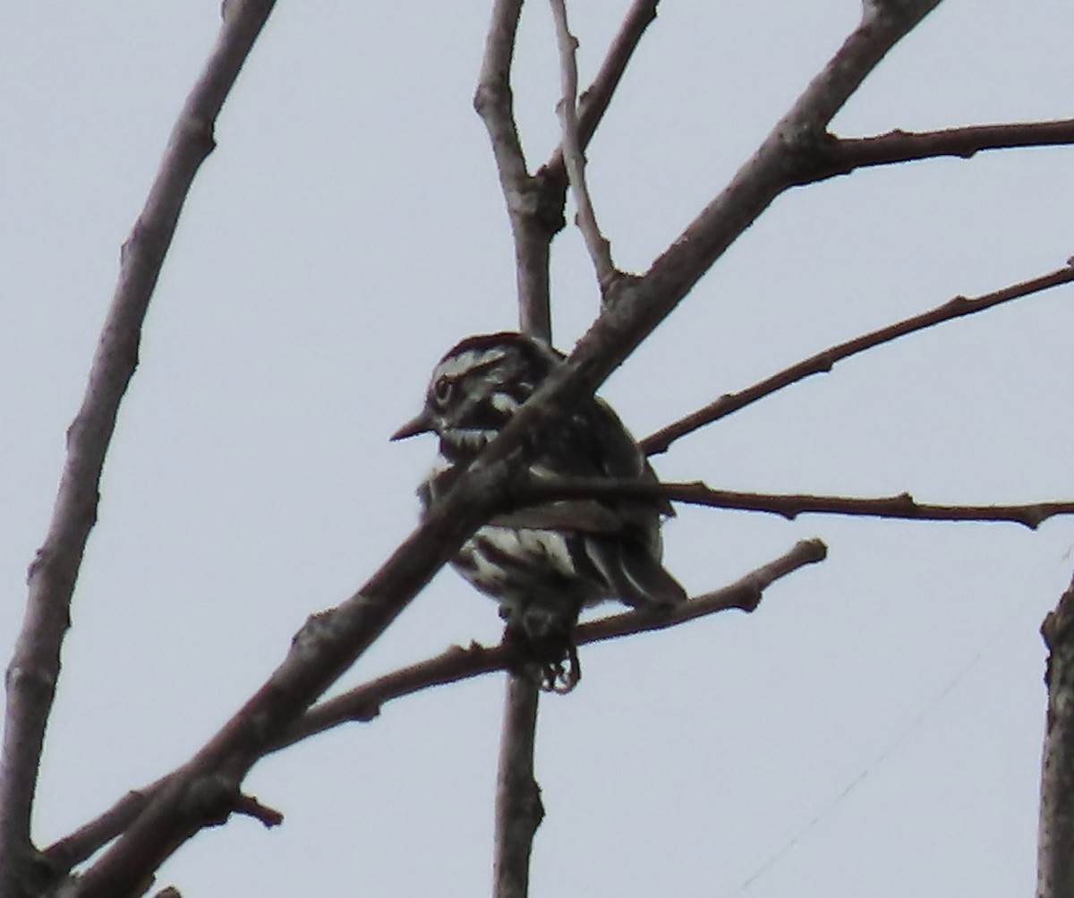 Black-and-white Warbler - ML619931637