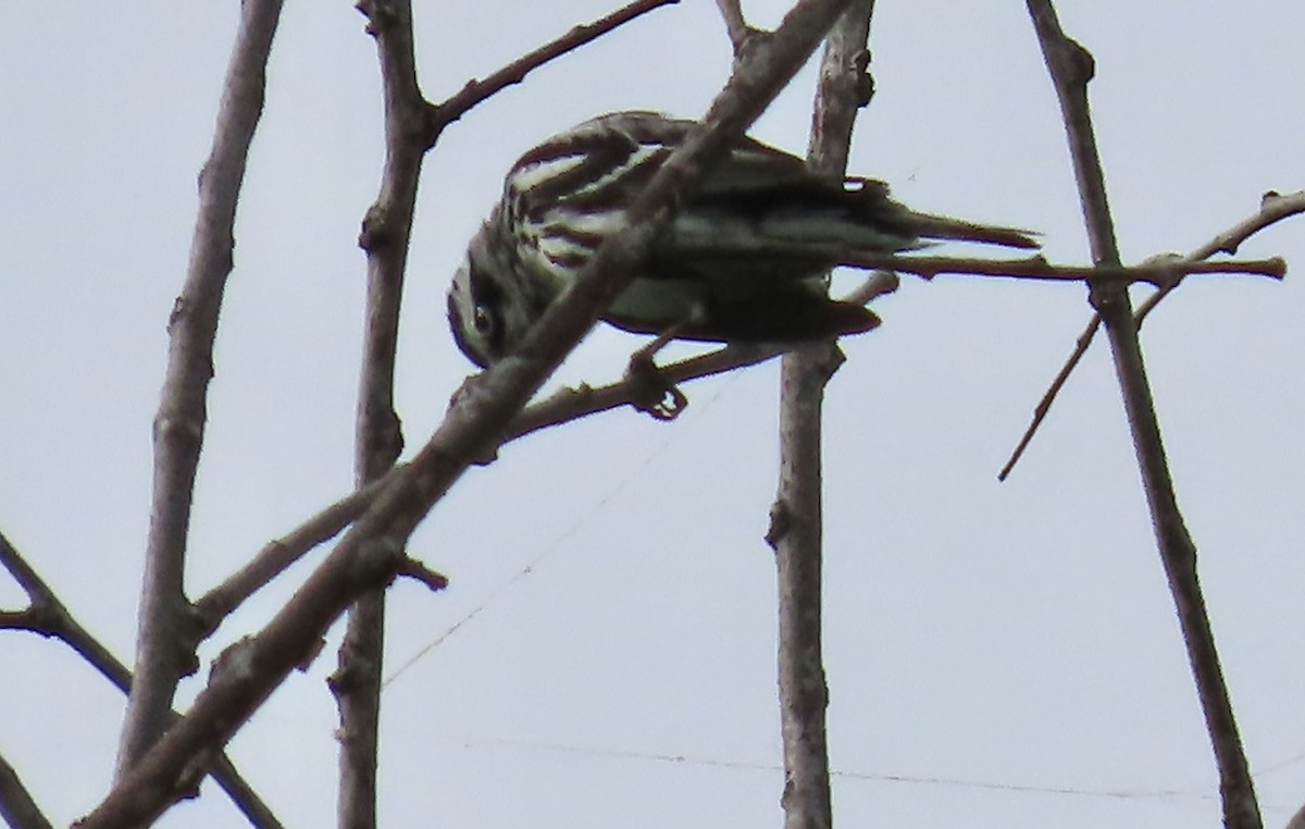 Black-and-white Warbler - ML619931638