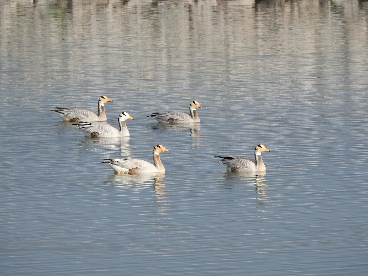 Bar-headed Goose - ML619931639