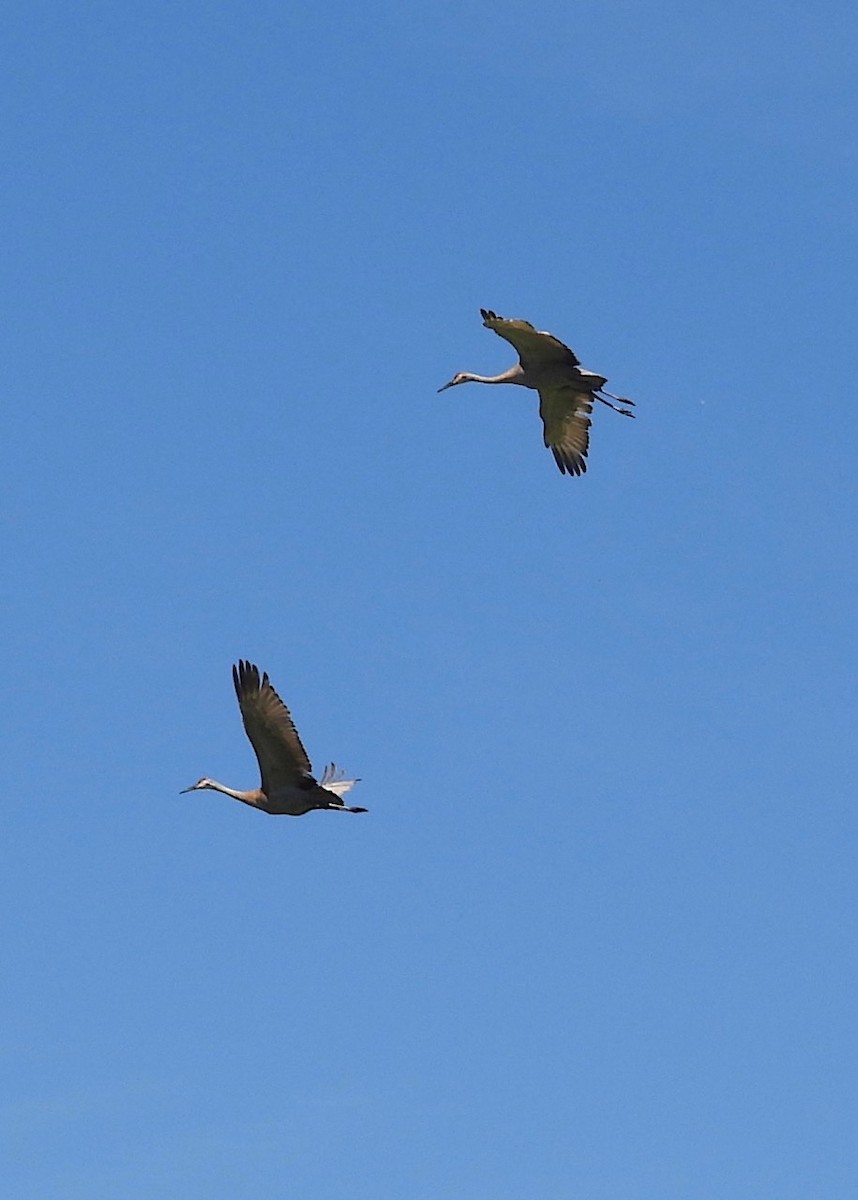 Sandhill Crane - ML619931707