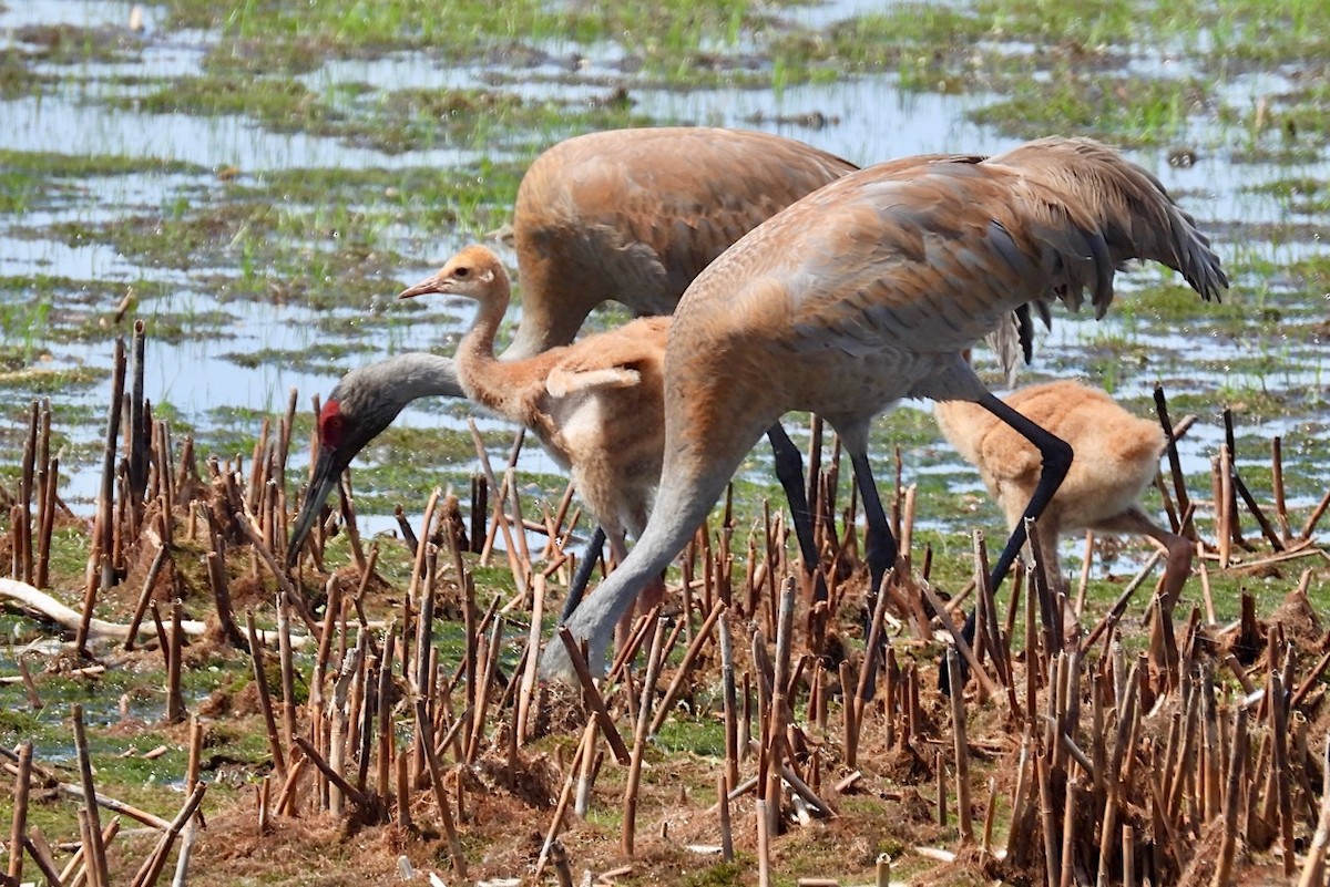 Sandhill Crane - ML619931708