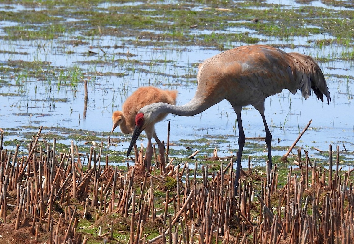 Sandhill Crane - ML619931710