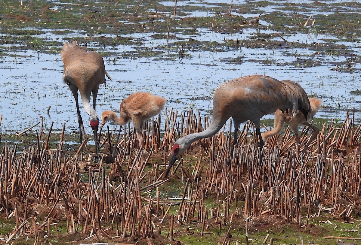 Sandhill Crane - ML619931711