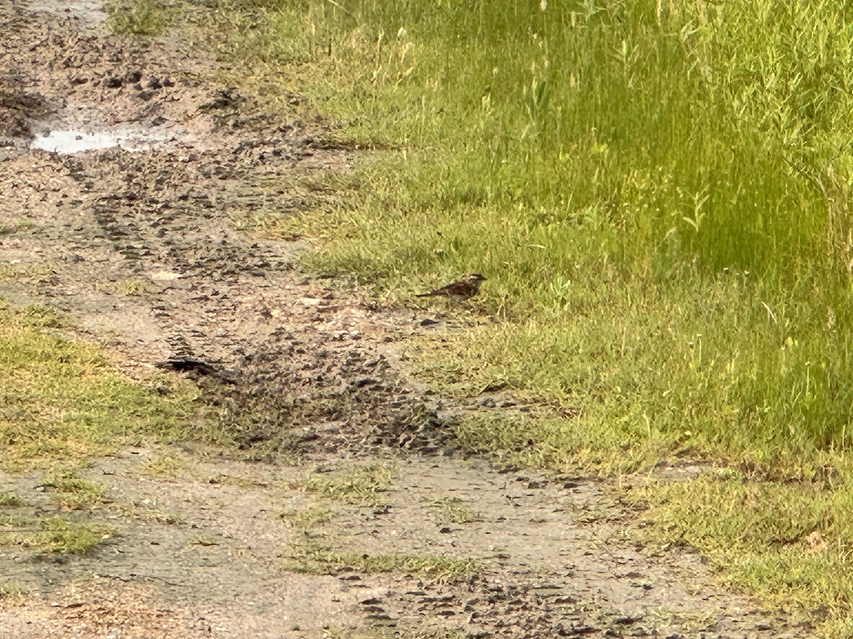 Chipping Sparrow - ML619931721