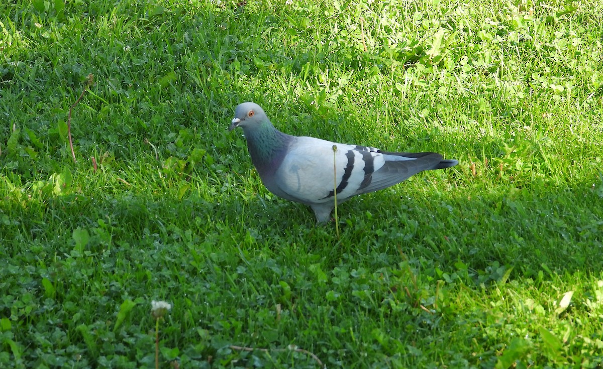Rock Pigeon (Feral Pigeon) - ML619931724