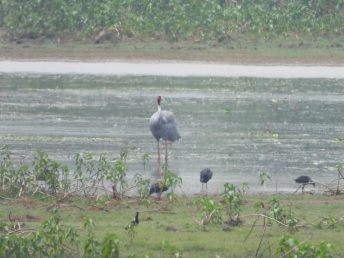 Sarus Crane - ML619931725