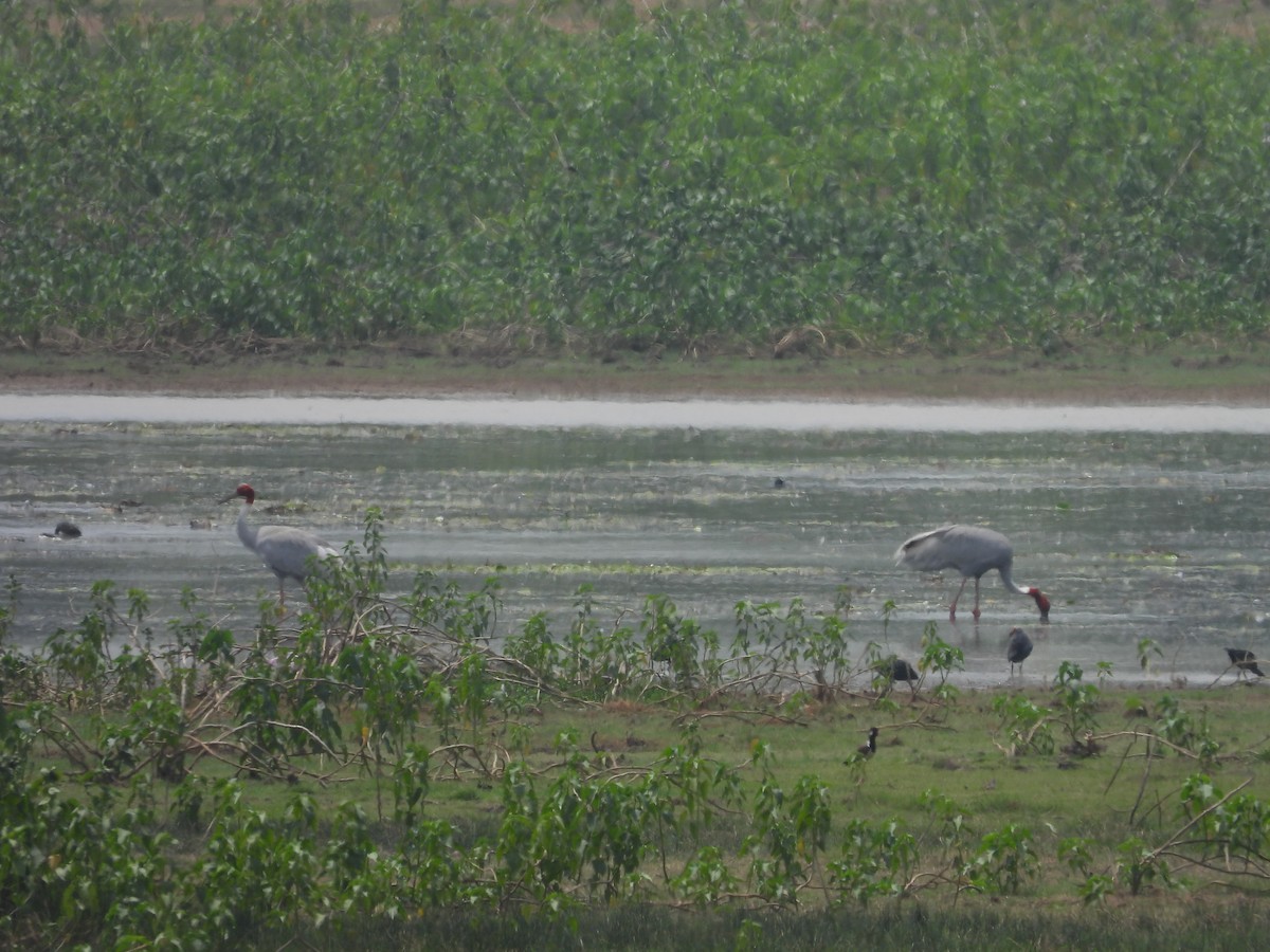 Sarus Crane - ML619931726