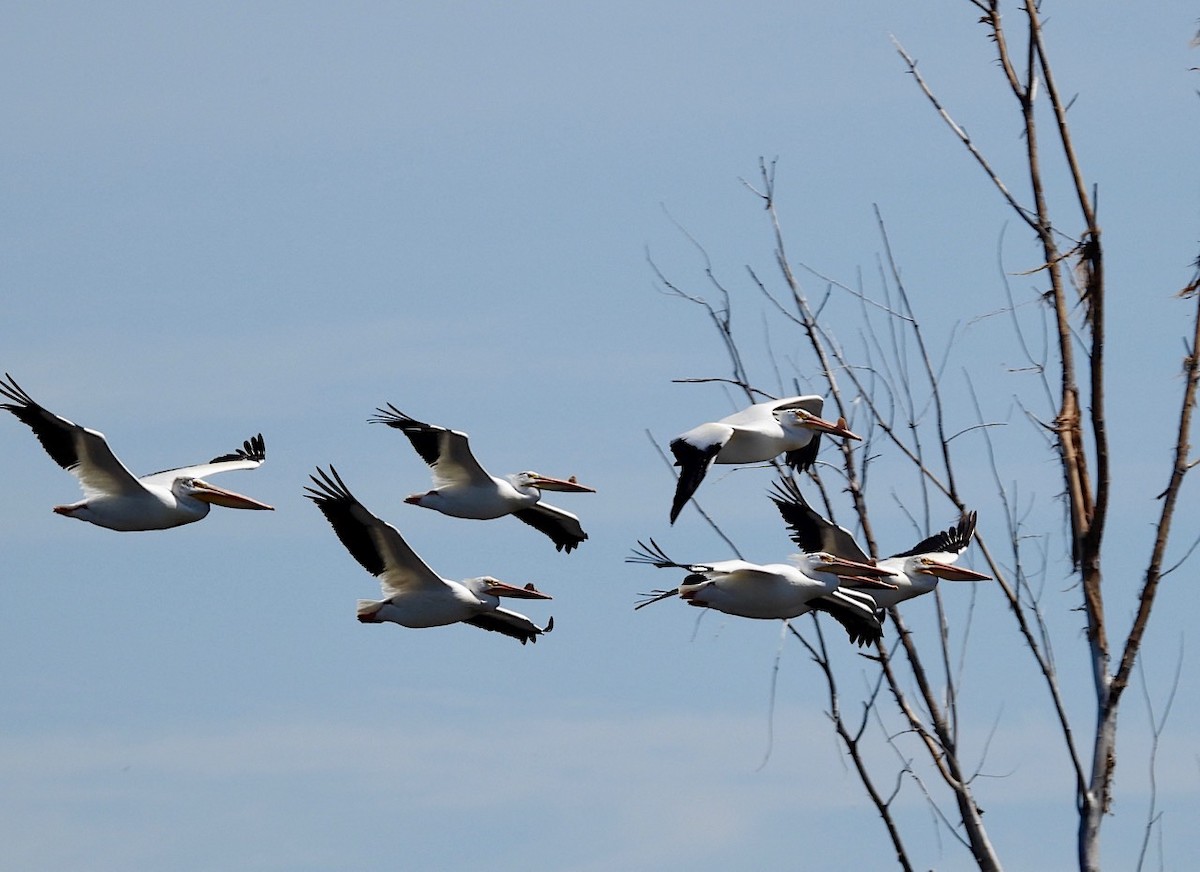 American White Pelican - ML619931750