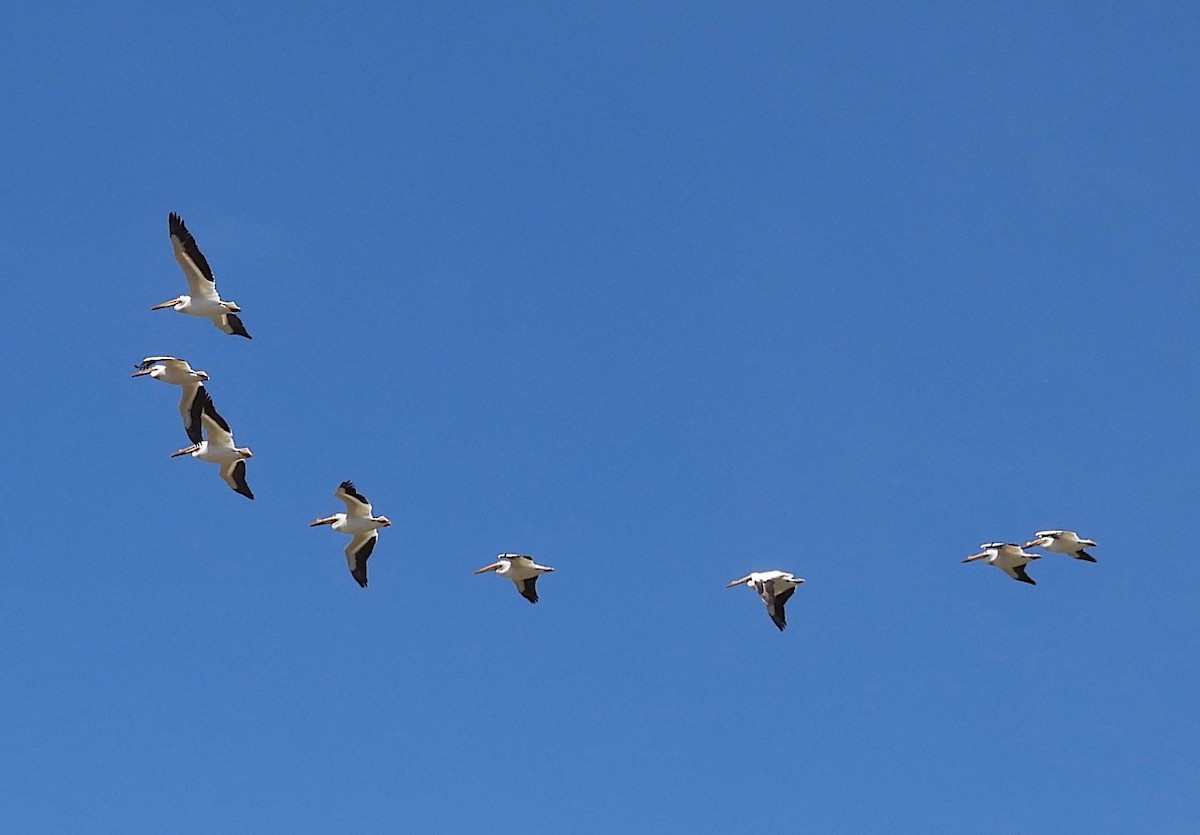 American White Pelican - ML619931751