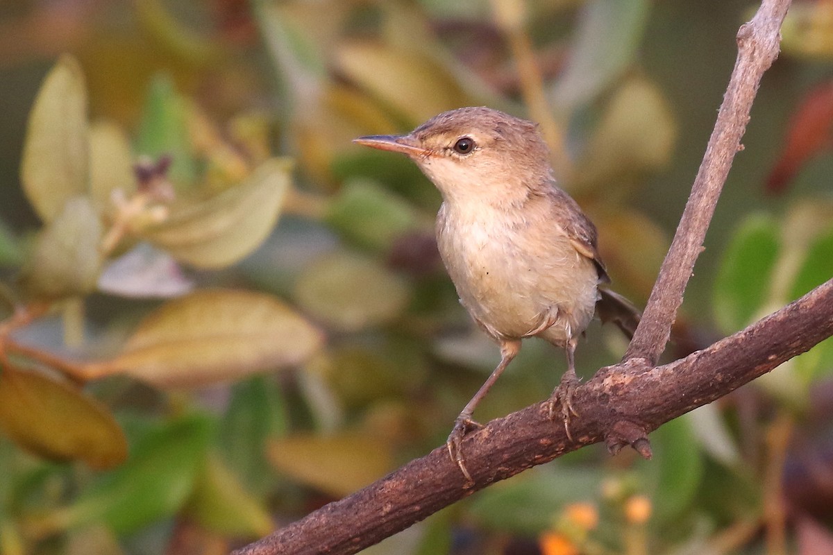 Common Reed Warbler (Mangrove) - ML619931753