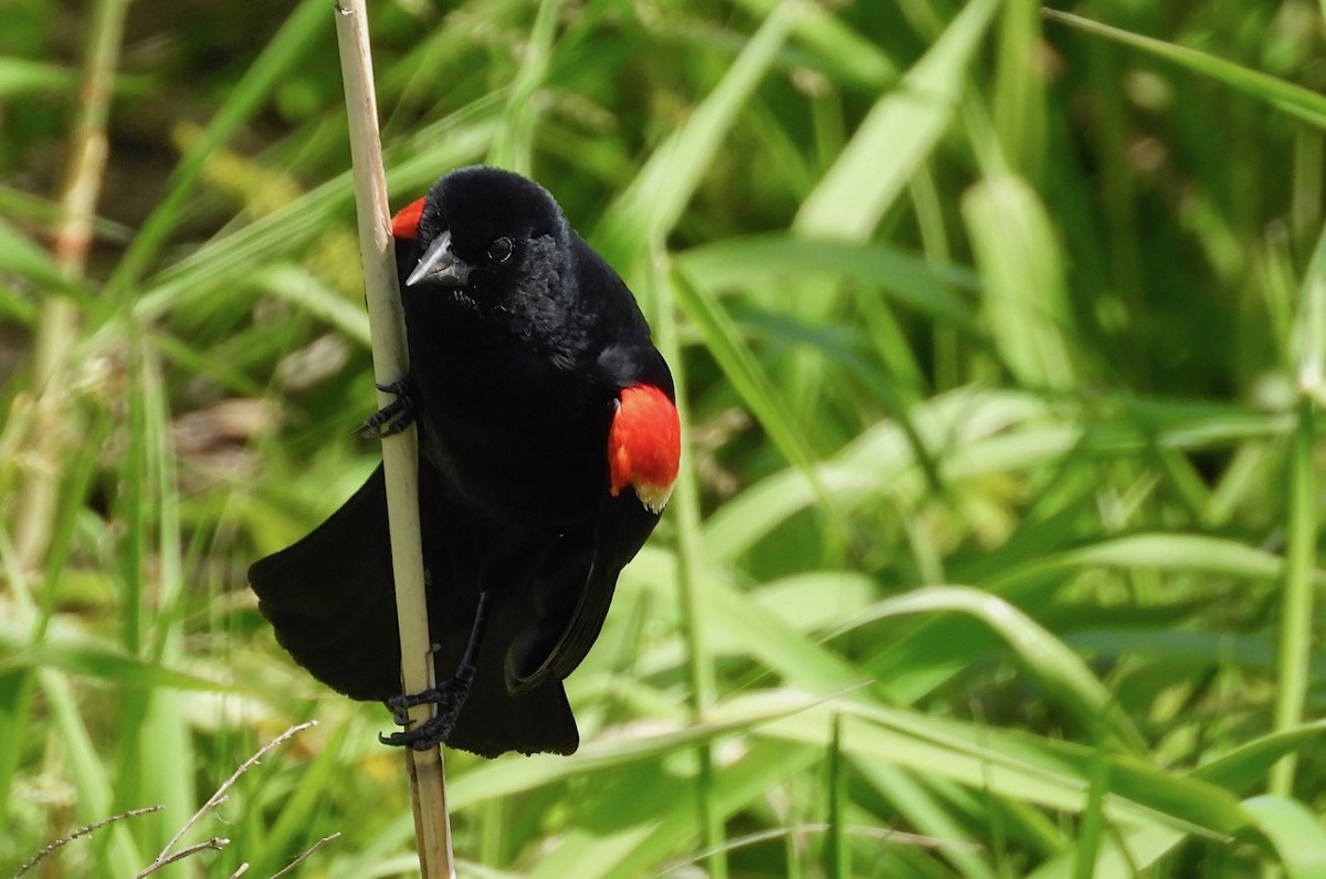 Red-winged Blackbird - ML619931764