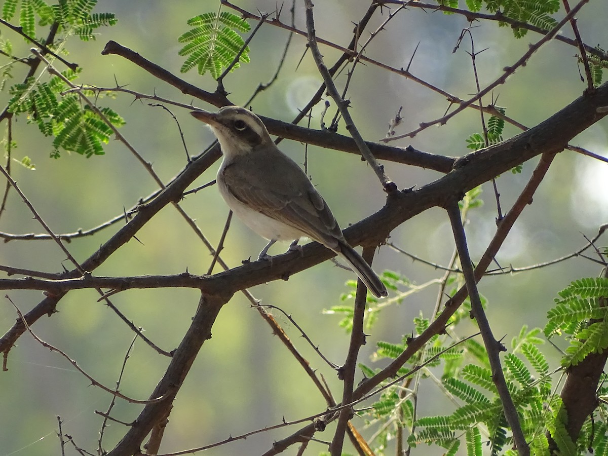 Common Woodshrike - ML619931801