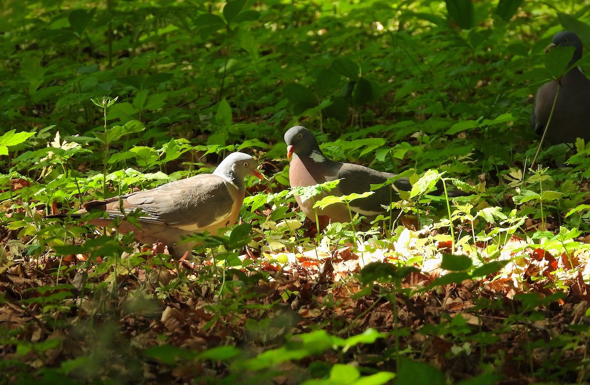 Common Wood-Pigeon - ML619931802