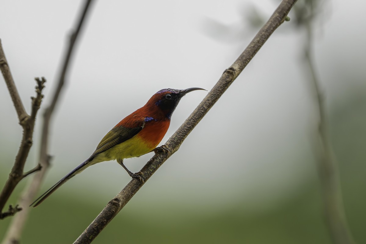 藍喉太陽鳥 - ML619931810