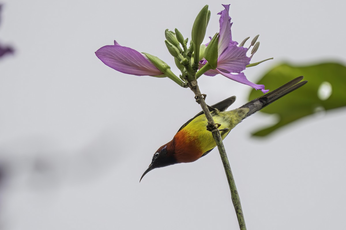 Mrs. Gould's Sunbird - ML619931811