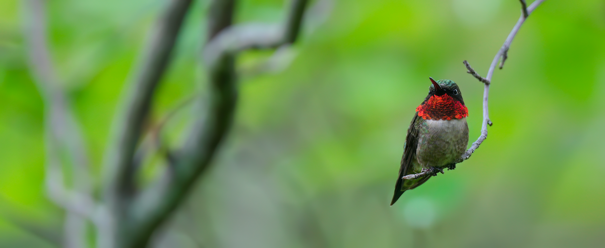 Ruby-throated Hummingbird - ML619931846