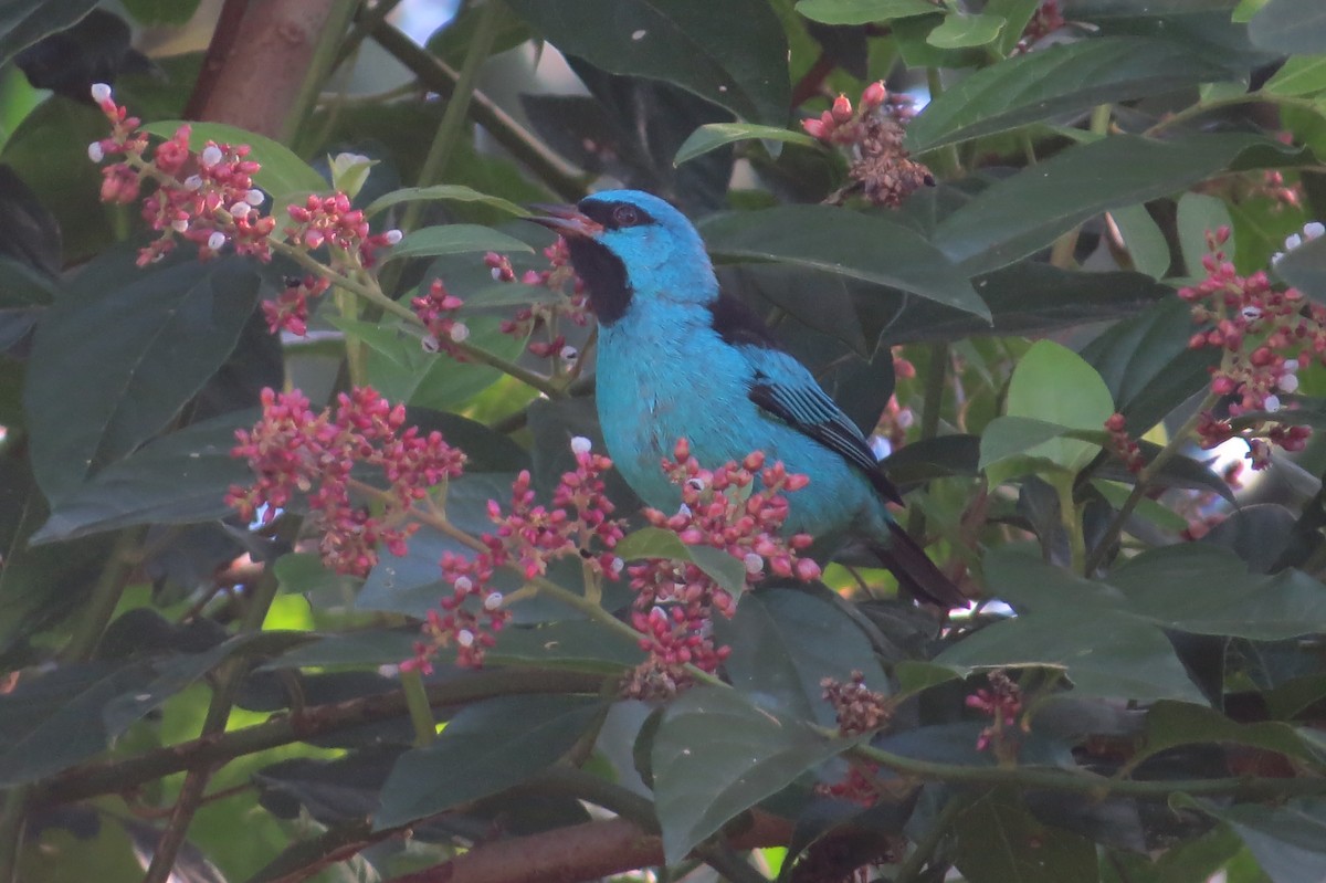 Blue Dacnis - ML619931855