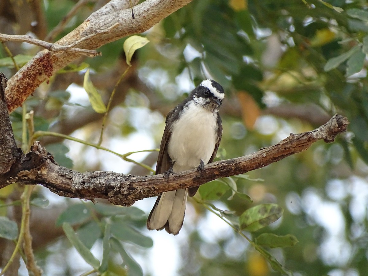 White-browed Fantail - ML619931863