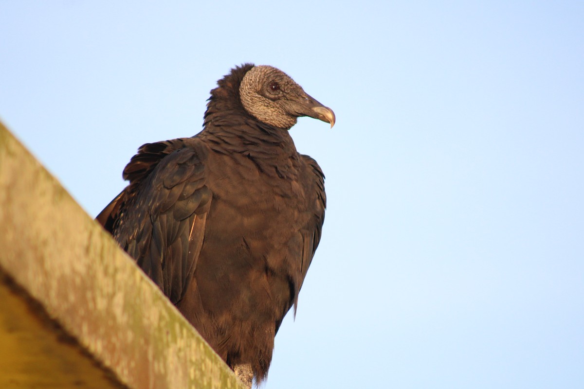 Black Vulture - ML619931919