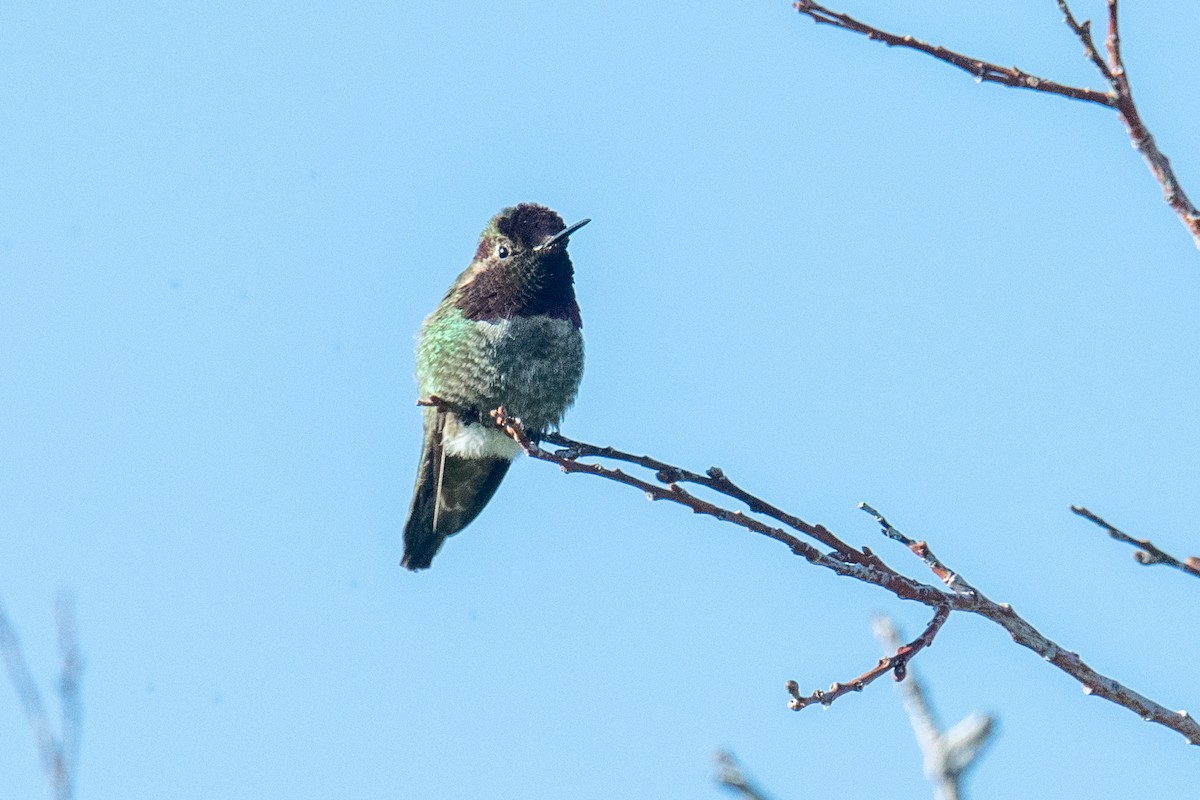 Anna's Hummingbird - ML619931924