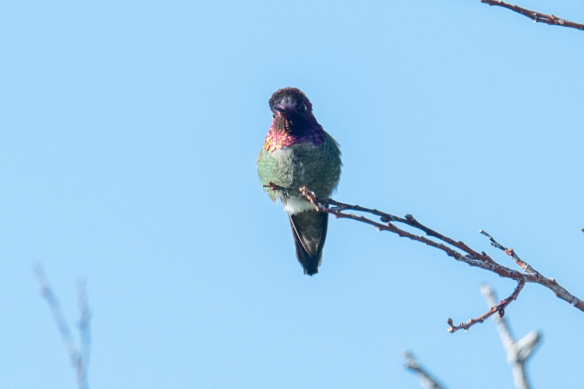 Anna's Hummingbird - ML619931925