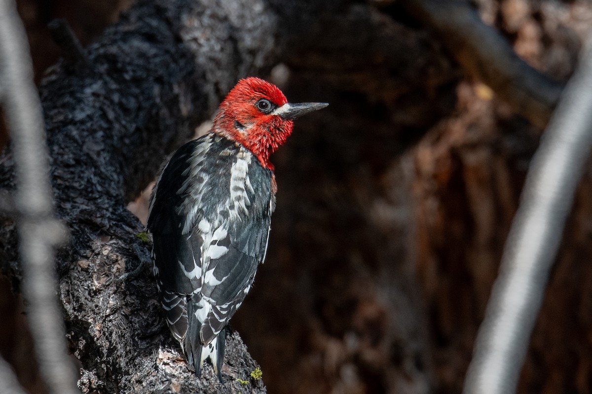 Red-breasted Sapsucker - ML619931927
