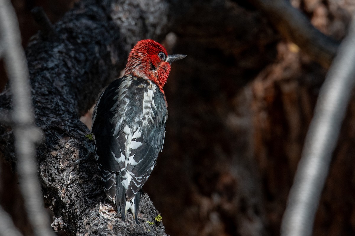 Red-breasted Sapsucker - ML619931928